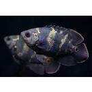 Астронотус Тигровый (Astronotus)