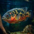 Астронотус Тигровый (Astronotus)