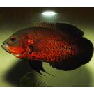 Астронотус Тигровый (Astronotus)