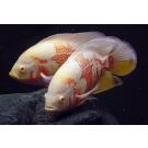 Астронотус (Astronotus) Тигровый Альбинос