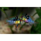 Апистограмма рамирези (Microgeophagus Ramirezi) 3-4см