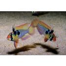 Апистограмма рамирези (Microgeophagus Ramirezi) 3-4см