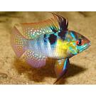 Апистограмма рамирези (Microgeophagus Ramirezi) 3-4см