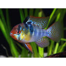 Апистограмма рамирези (Microgeophagus Ramirezi) 3-4см