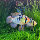 Апистограмма рамирези (Microgeophagus Ramirezi) 3-4см