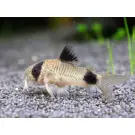 Сом Коридорас Панда (Coridoras panda)