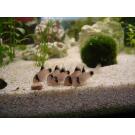 Сом Коридорас Панда (Coridoras panda)