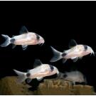 Сом Коридорас Панда (Coridoras panda)