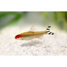 Тетра Родостомус (rhodostomus)