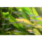 Тетра Родостомус (rhodostomus)