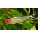Тетра Родостомус (rhodostomus)