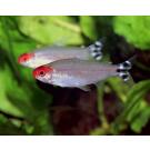 Тетра Родостомус (rhodostomus)