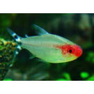 Тетра Родостомус (rhodostomus)