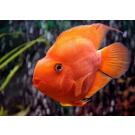 Попугай Красный (Parrot Cichlid) 3-4см