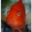 Попугай Красный (Parrot Cichlid) 3-4см
