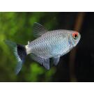 Тетра красноглазая Филомена (Moenkhausia sanctaefilomenae)