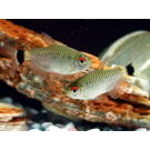 Тетра красноглазая Филомена (Moenkhausia sanctaefilomenae)