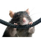 Крыса Декоративная