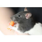 Крыса Декоративная