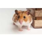 Хомяк Сирийский