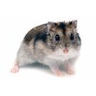 Хомяк Джунгарский