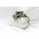 Хомяк Джунгарский