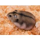 Хомяк Джунгарский