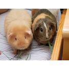 Морская свинка