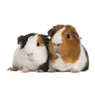 Морская свинка