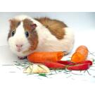 Морская свинка