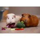 Морская свинка