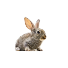 Кролик Декоративный
