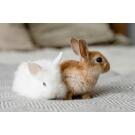 Кролик Декоративный