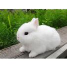 Кролик Декоративный