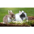 Кролик Декоративный