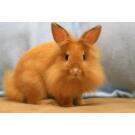 Кролик Декоративный