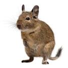 Дегу (чилийская белка)