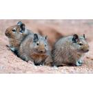 Дегу (чилийская белка)