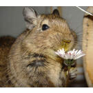 Дегу (чилийская белка)