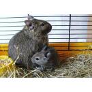 Дегу (чилийская белка)