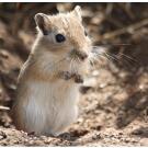 Мышь Песчанка