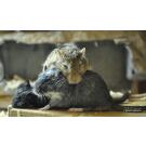 Мышь Песчанка