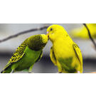 Волнистый попугай (самка)