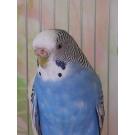 Волнистый попугай (самка)