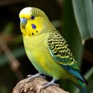 Волнистый попугай (самка)