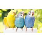 Волнистый попугай (самка)