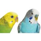 Волнистый попугай (самец)