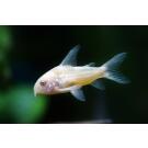 Сом Коридорас Альбинос (Corydoras paleatus var albino) 2-3см