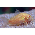 Сом Коридорас Альбинос (Corydoras paleatus var albino) 2-3см