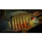 Северум (Heros severus)